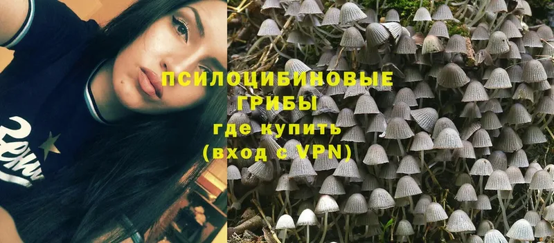 Псилоцибиновые грибы Cubensis Дивногорск